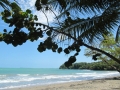 Sea grape bush and coconut fronds