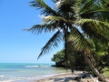 Coconut palm
