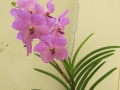 Zuleica's orchids