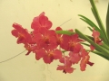 Zuleica's red orchids