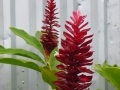Ginger plant, Casalata