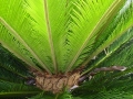 Palm close-up