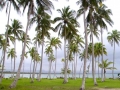 Coconut plantation